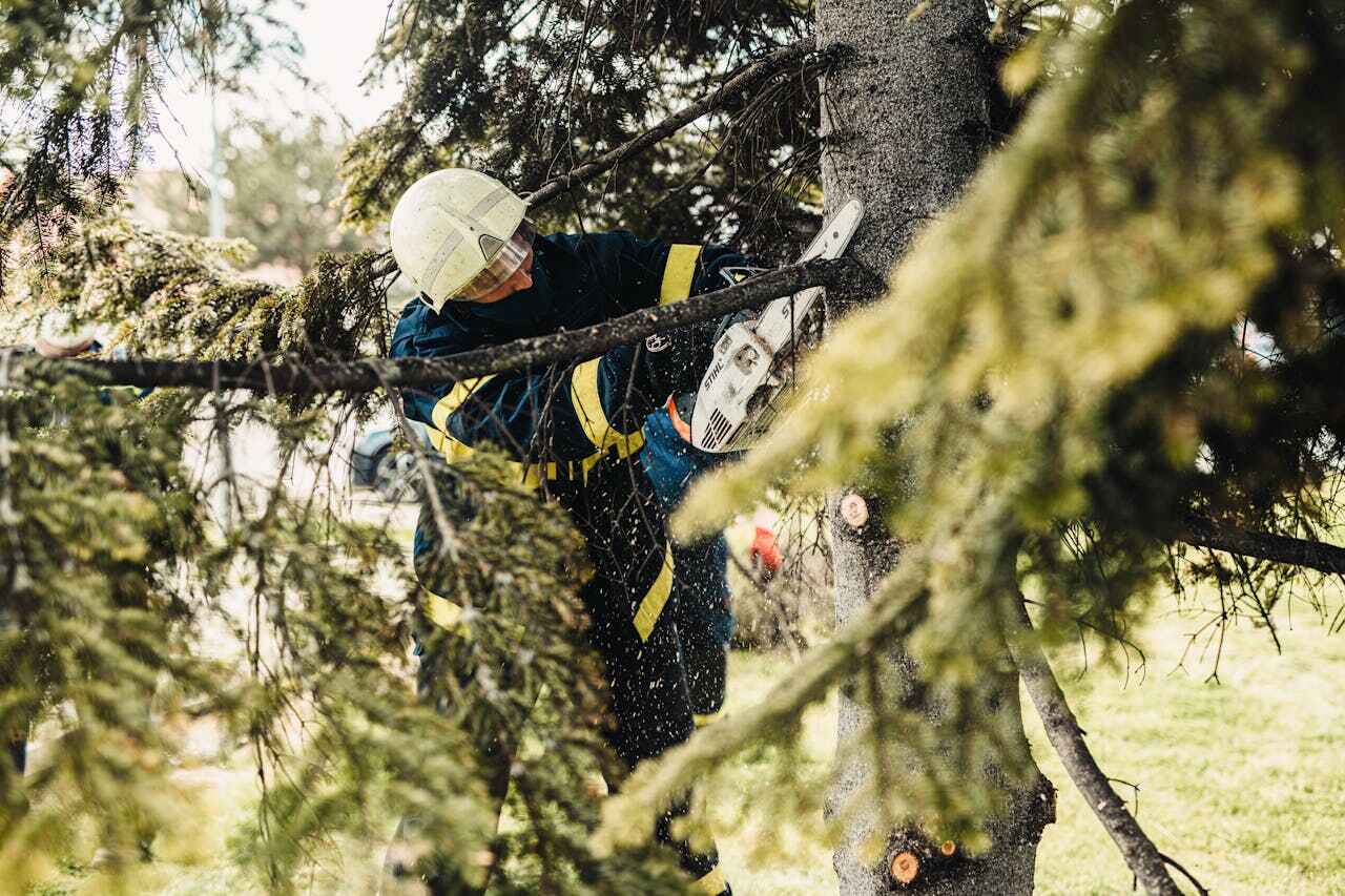 Best Emergency Tree Service  in Rson, CA